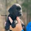 Labrador Retriever Puppies needing forever homes