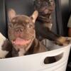 French bulldog puppies