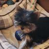 Beautiful Yorkie puppies 
