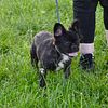 AKC visual fluffy female brindle french bulldog frenchie