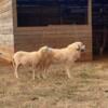 Great Pyrenees for adoption