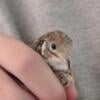 Button Quail