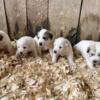 Great Pyrenees Puppies Available!