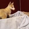 AKC Siberian Huskies