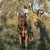 Cane Corso Puppies
