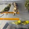 Crested Texas Clear Wing Budgies