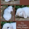 Pedigreed Holland Lop Baby Bunnies