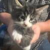 Maine Coon kittens looking for a lap