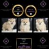 Pom-ulous Pups: Meet Our Compact, Cuddly Pomeranian Crew