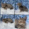 Scottish fold/F7 bengal kitten