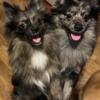 AKC - 10 month Pomeranians