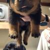 Titan- 6 month old Full Blood   AKC ready for forever home!