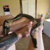 Male ball python needs new home