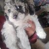 Merle Maltipoo Puppy (Male)