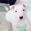 Minni Bull Terriers