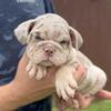 Dakota, English Bulldog Female 