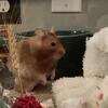 Female Syrian Hamster
