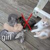 Farm Kittens