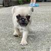 Pug puppies, merle and fawn 