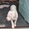 Champion Pedigree Dogo Argentino puppies