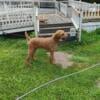 AKC Male Chocolate standard Poodle for sale