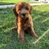 Cooper - RED F1b Mini Goldendoodle puppy. 20lbs full grown