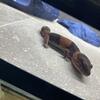 African Fat Tail Leopard Gecko 