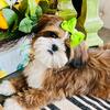 Female Shih Tzu puppy !! 