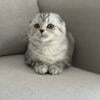 Scottish fold kitten