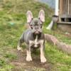 TriColor Male French Bulldog pup