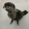 Baby crimson -bellied conure