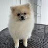 AKC Female Pomeranian Puppy