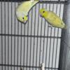 300.00 Parrotlet pair