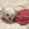 Female Maltese Adult, purebred, dual pedigree, has litters of 5, happy, healthy, sweet girl…
