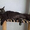 official cattery Maine coon Philadelphia 