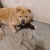 Chow Chow Puppies