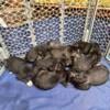 Great Dane Puppies for Sale