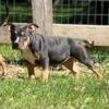 Male American Bully Puppy 