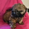 Shih-tzu Gorgeous little girl-PENDING!