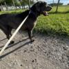 Charcoal Labrador Retriever