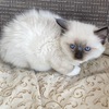 Ragdoll kitten