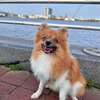 Male Pomeranian for adoption