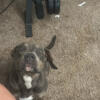 Cant keep her help find her an new home American staffy