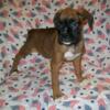 Boxer Puppies A.K.C. Reg 60% Euros