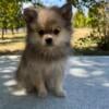 Indie female puppy pomeranean