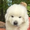 Adorable Great Pyrenese Girl puppy