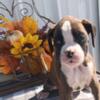 AKC Boxer puppies very cute and friendly