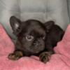 Black and tan visual fluffy French Bulldog male puppy