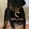 Beautiful AKC Female Rottweiler Pup
