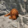 AKC Minature Poodle puppies for sale Fremont Ne